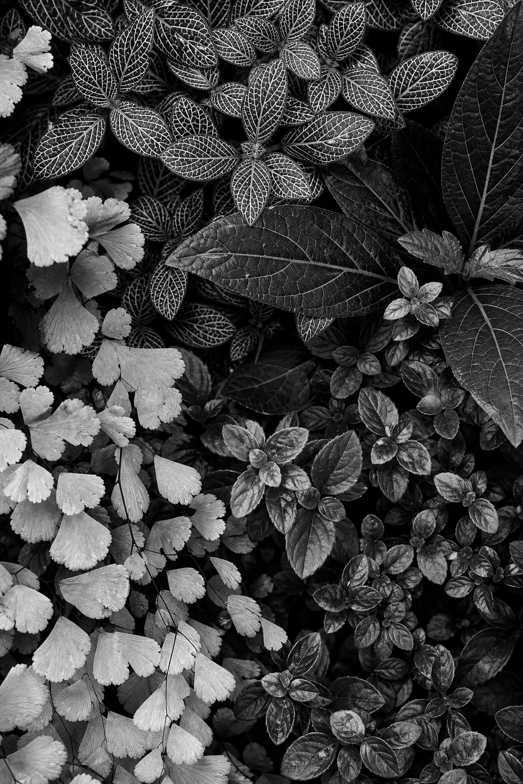 photograph botanical monochrome