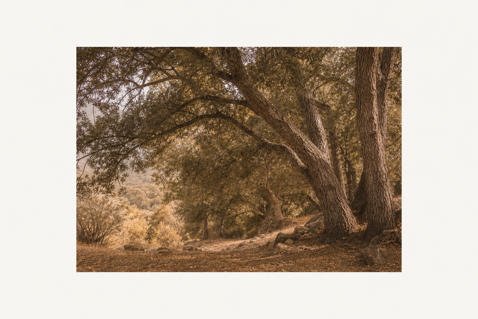 photograph landscape neutral_earthy